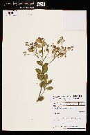 Myrcia blanchetiana image