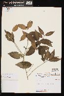 Media resource of Eugenia arenaria