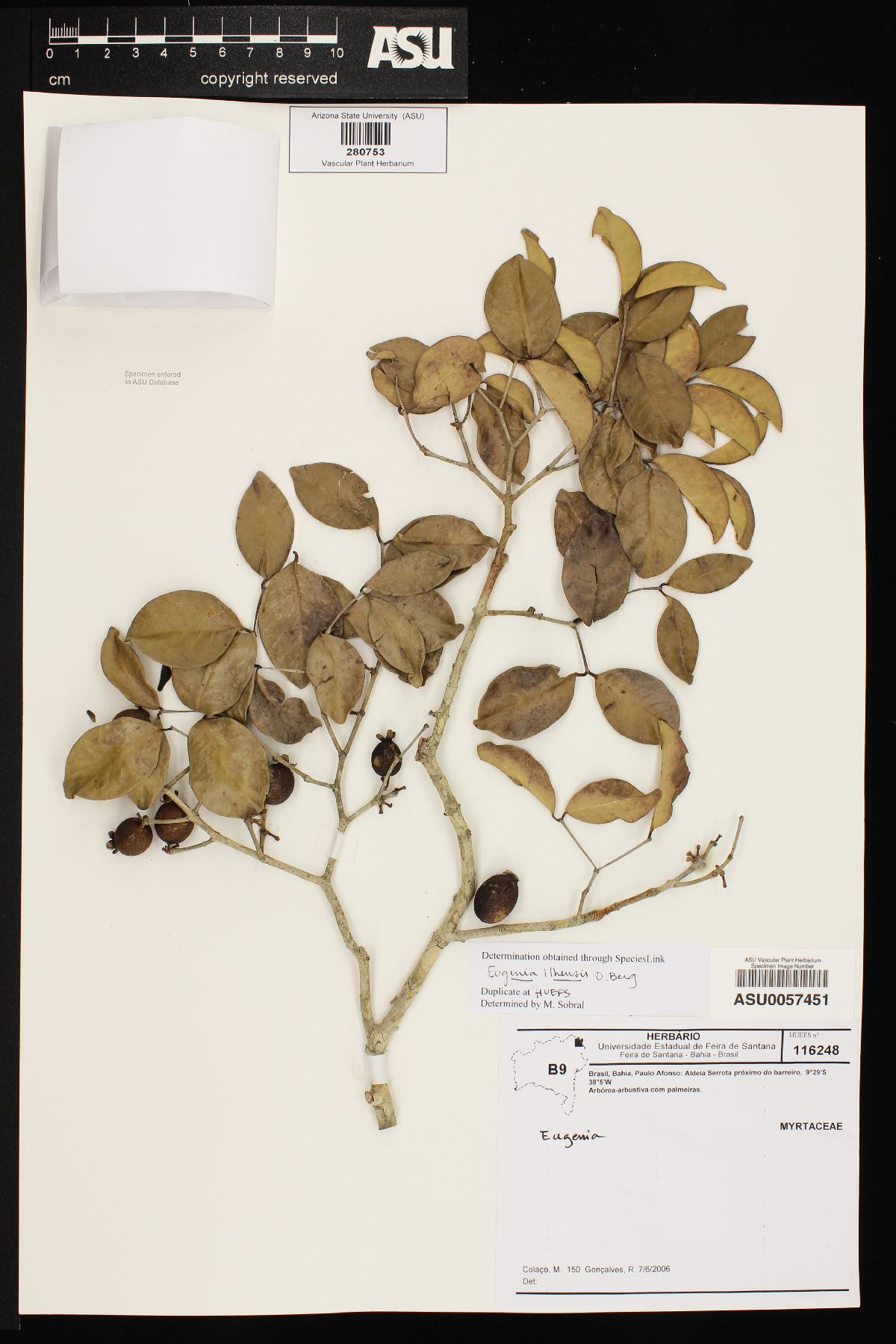 Eugenia ilhensis image