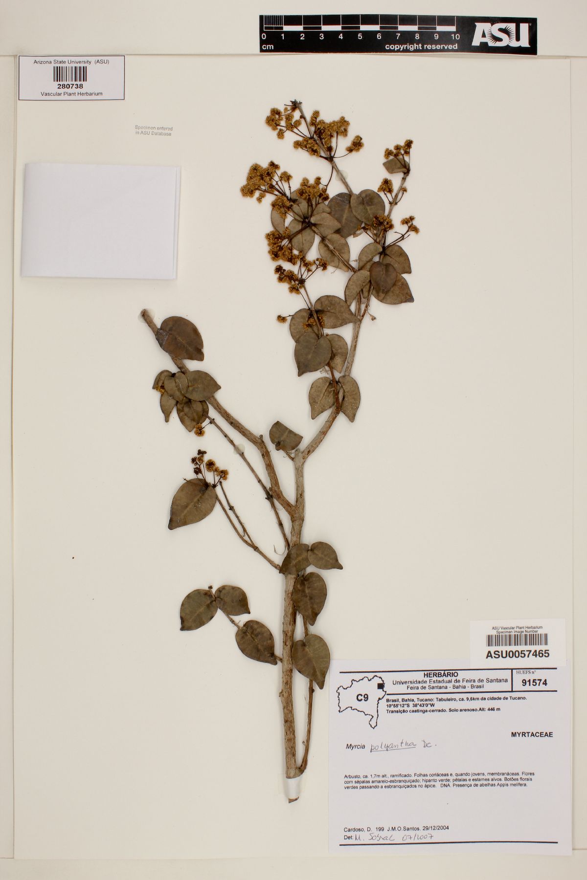 Myrcia polyantha image