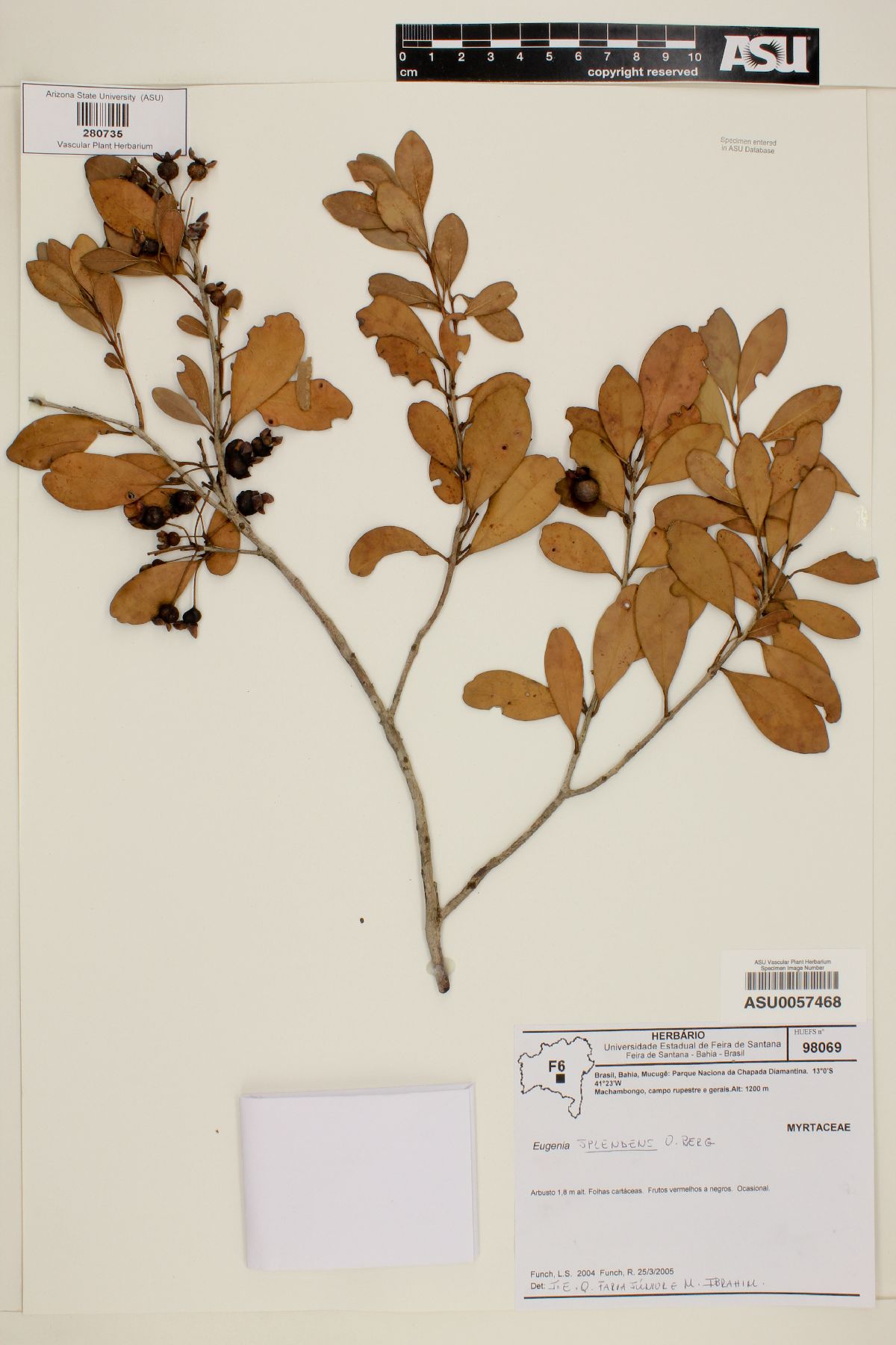 Eugenia splendens image