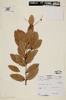 Myrcia blanchetiana image
