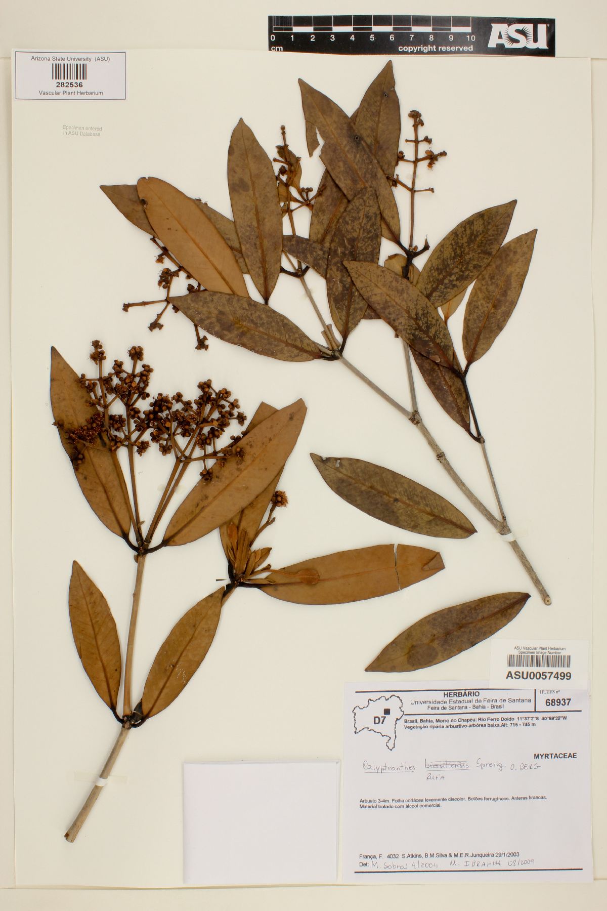 Calyptranthes rufa image