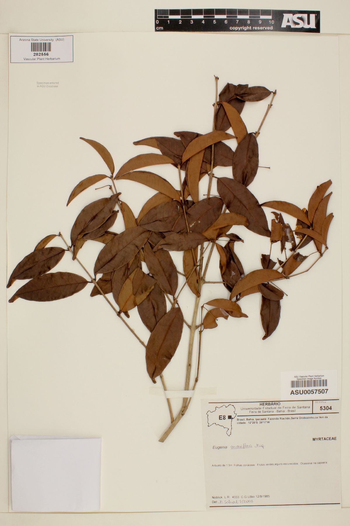 Eugenia cerasiflora image