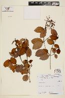 Myrcia bergiana image