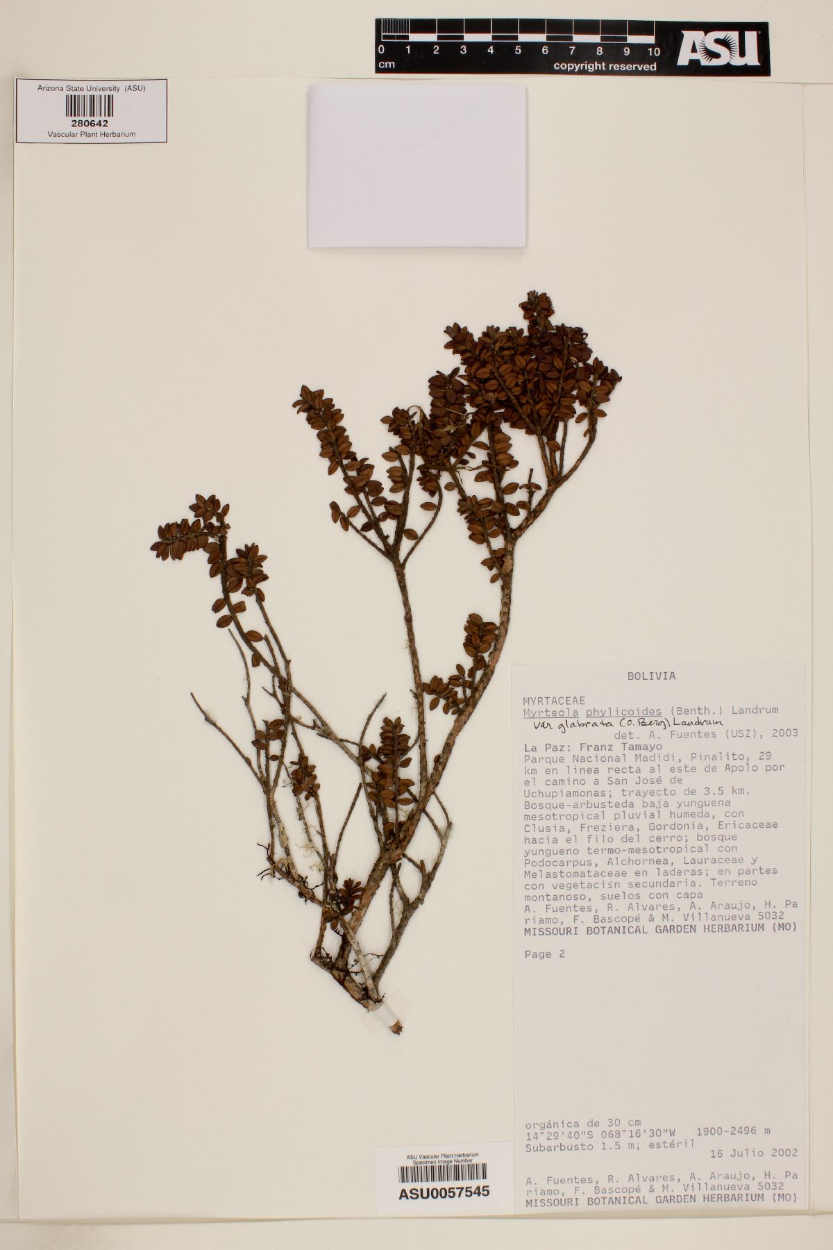 Myrteola phylicoides var. glabrata image