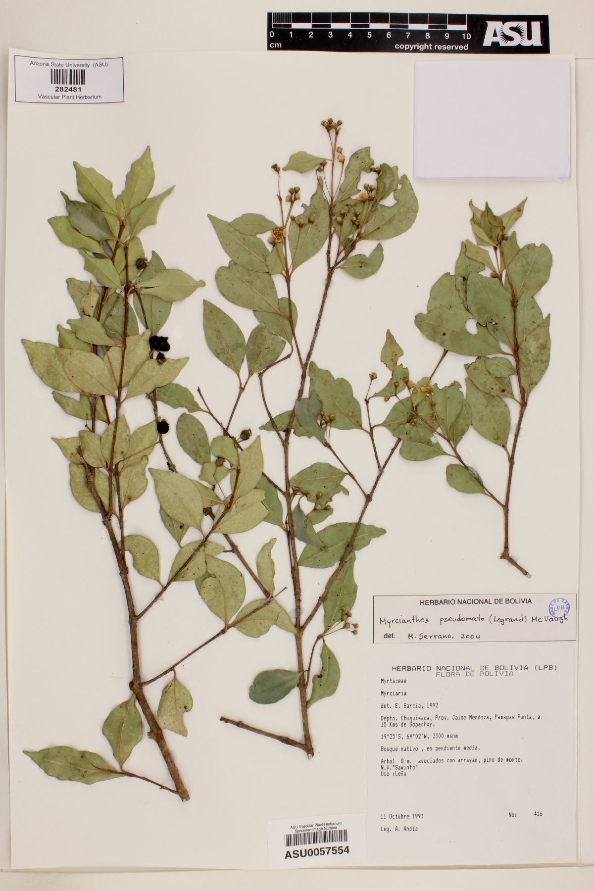 Myrcianthes pseudomato image