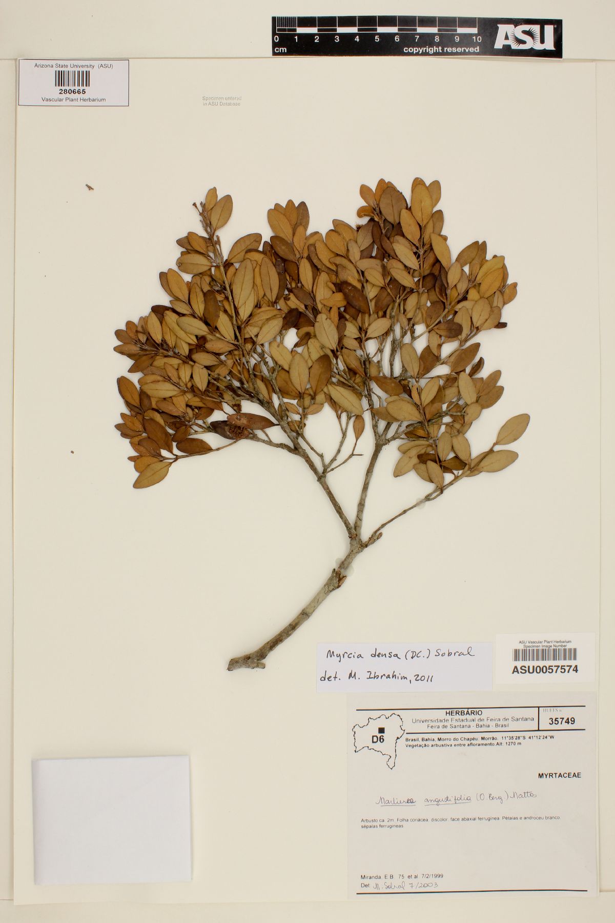 Myrcia densa image