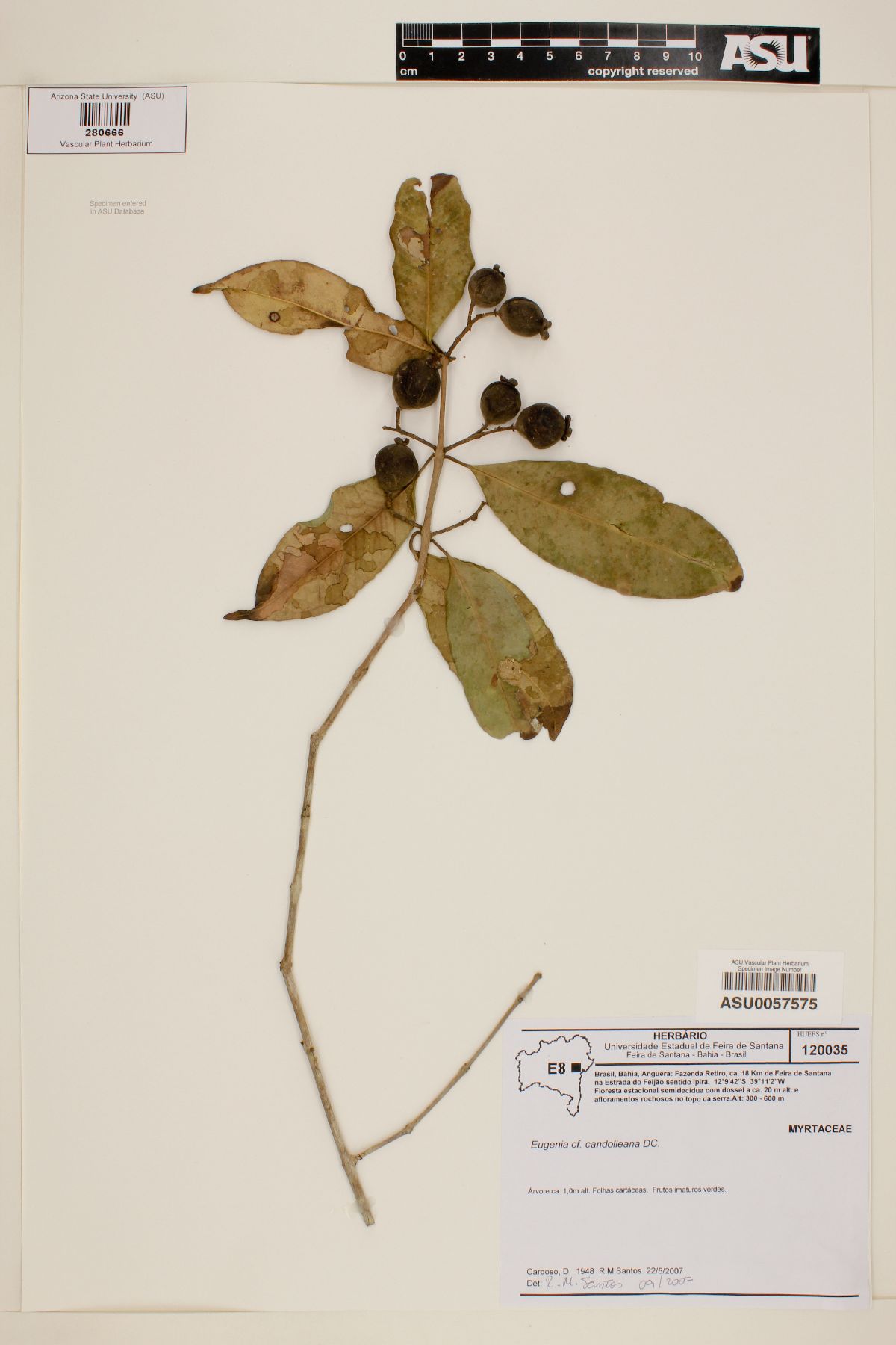 Eugenia candolleana image