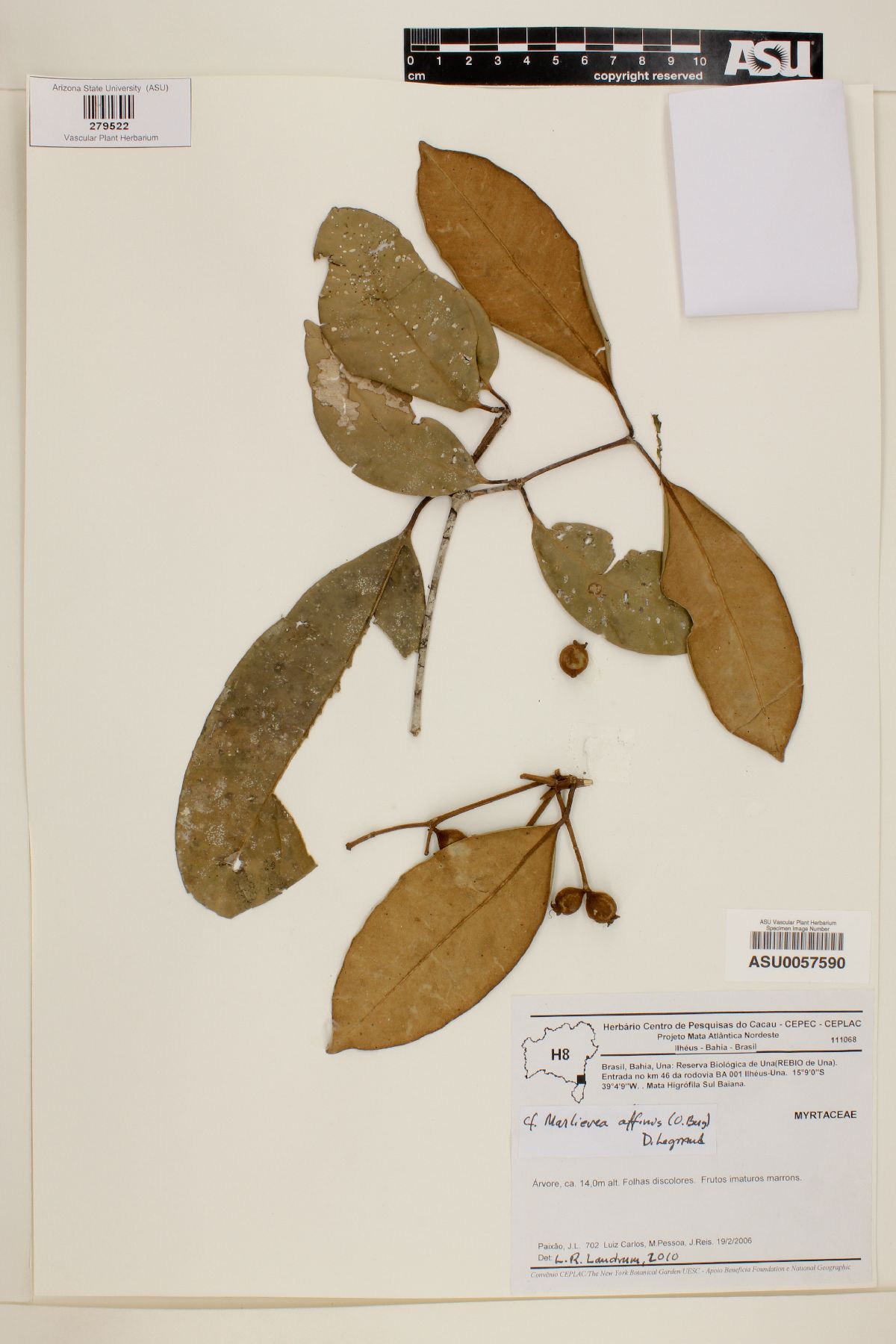 Marlierea affinis image