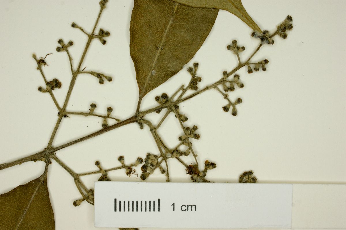 Myrcia alagoensis image