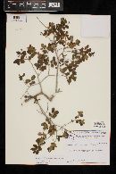 Psidium schenckianum image