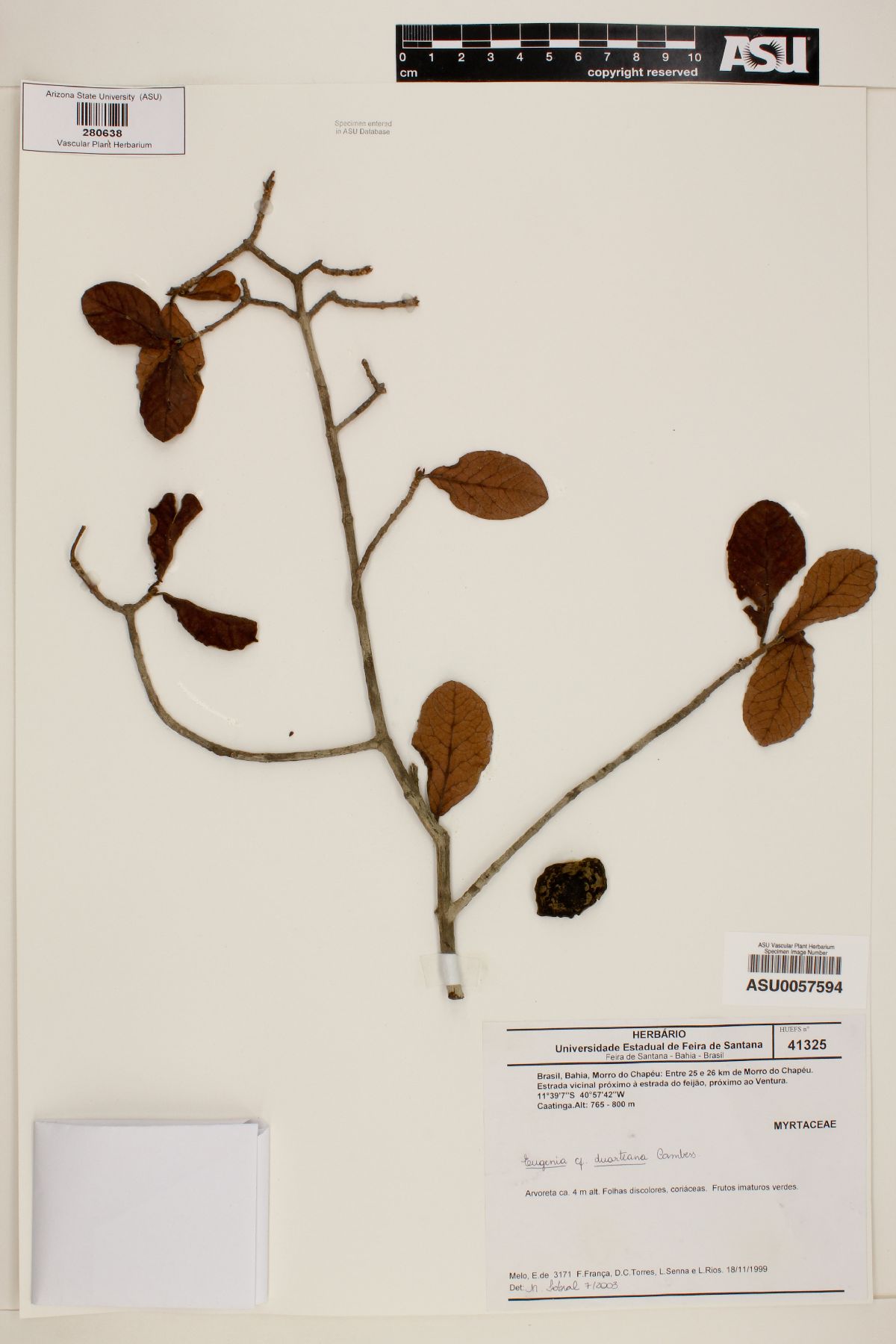 Eugenia duarteana image
