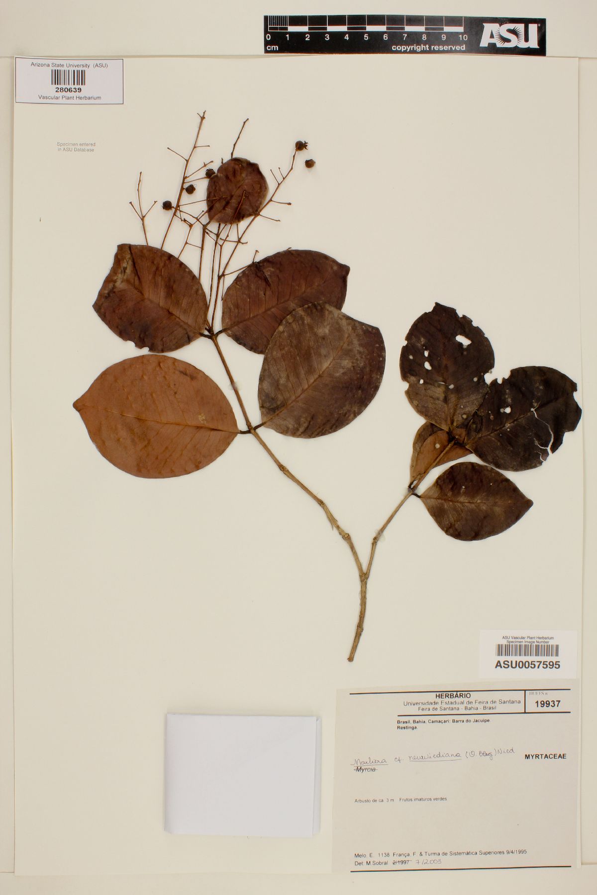 Marlierea neuwiediana image