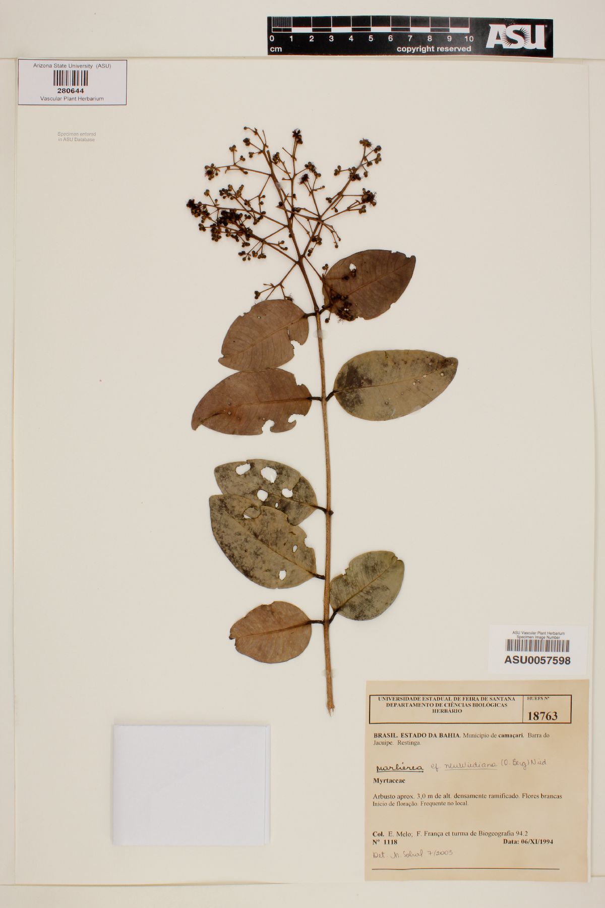 Marlierea neuwiediana image