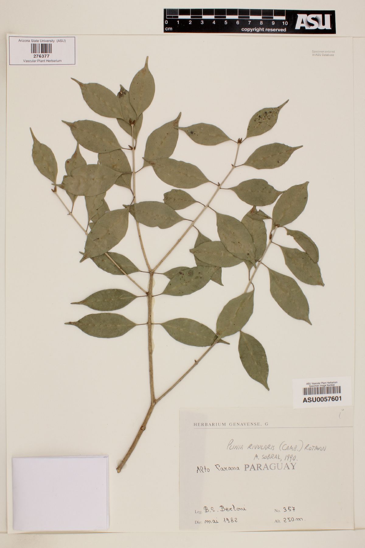 Plinia rivularis image