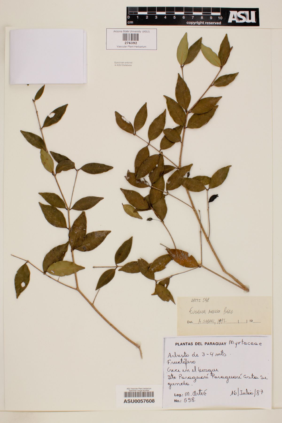 Eugenia mansonii image