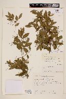 Myrcia laruotteana image
