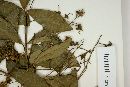 Myrcia laruotteana image