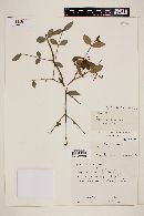 Myrcia laruotteana image