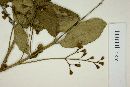 Myrcia laruotteana image