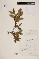 Myrcia laruotteana image