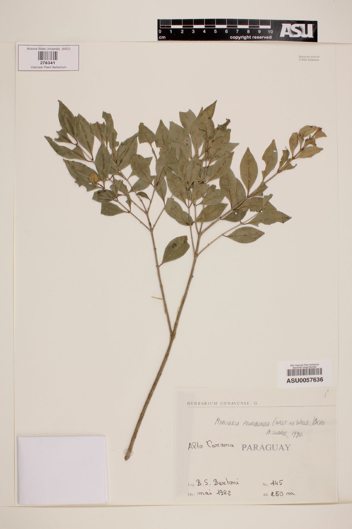Myrciaria floribunda image