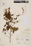 Image of Plinia trunciflora
