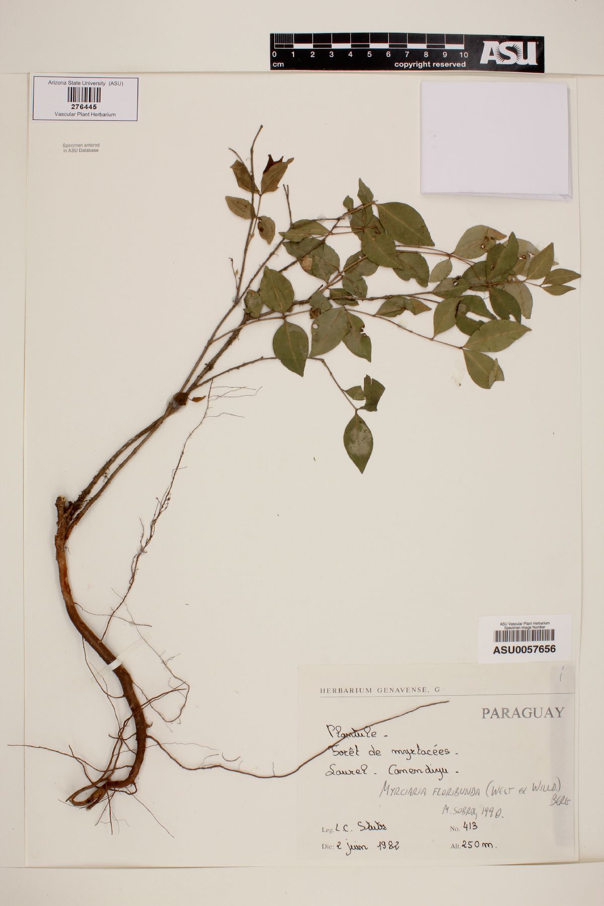 Myrciaria floribunda image