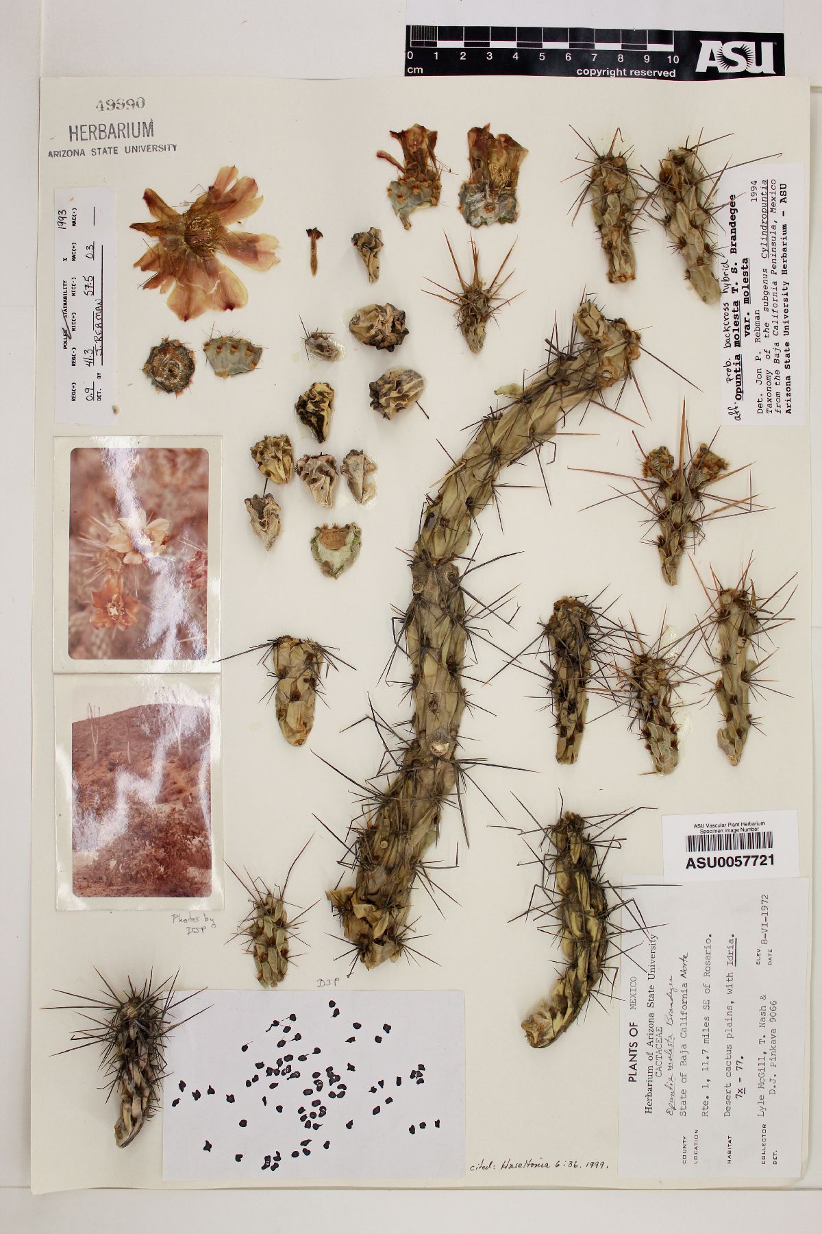 Cylindropuntia molesta subsp. molesta image