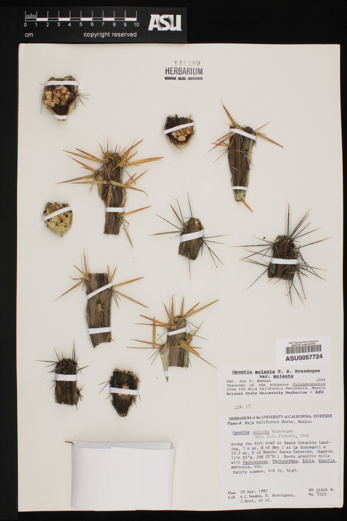 Cylindropuntia molesta subsp. molesta image
