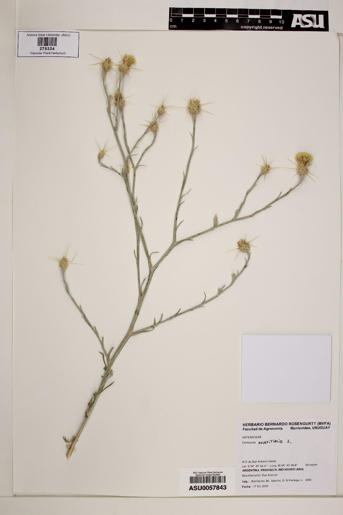 Centaurea aurea image