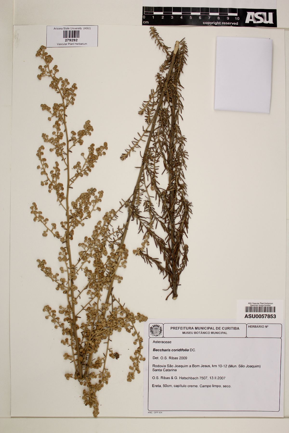 Baccharis coridifolia image