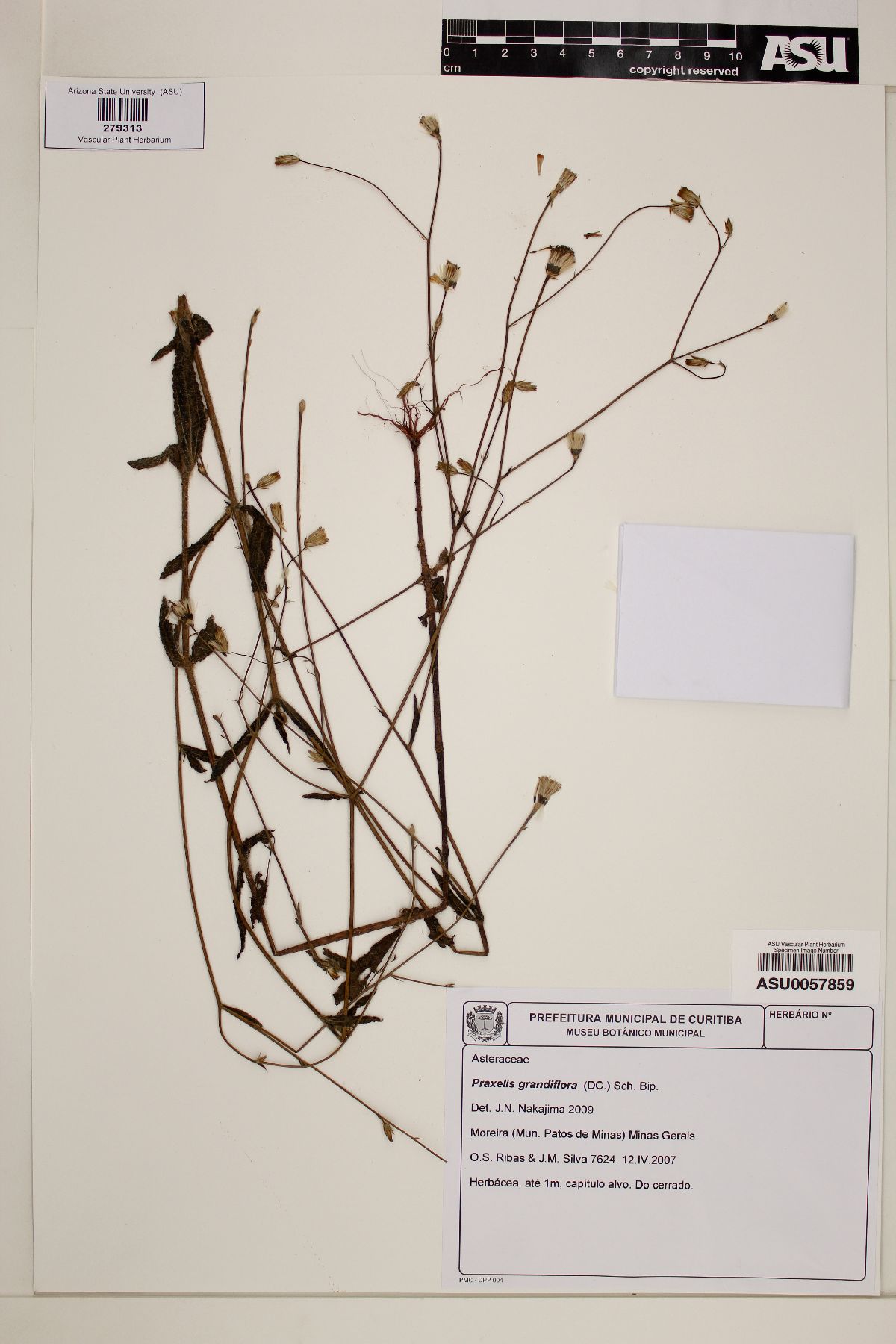 Praxelis grandiflora image