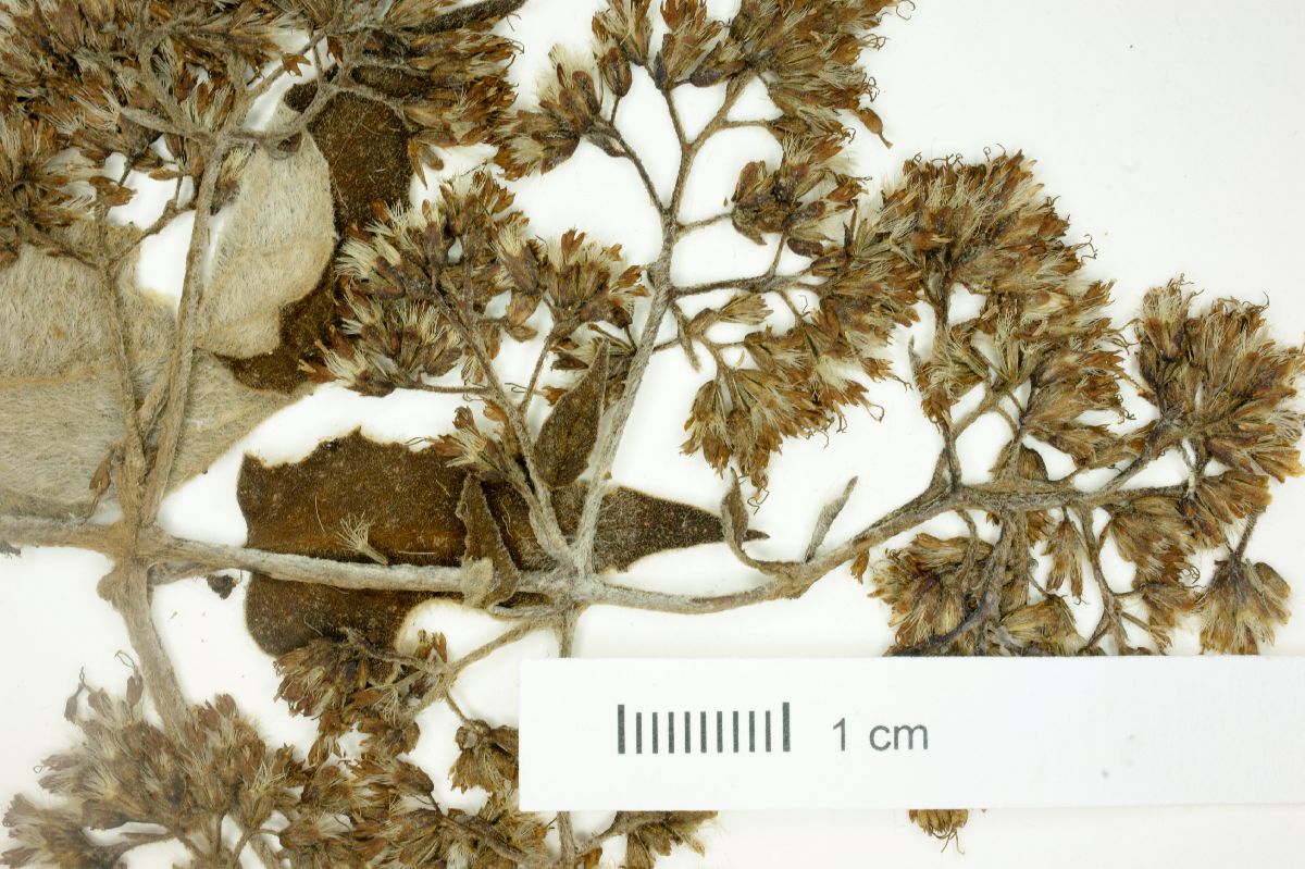Mikania lagoensis image