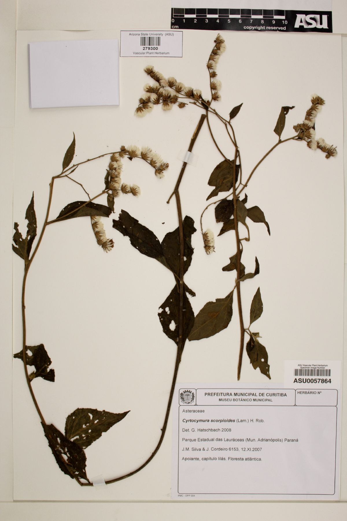 Cyrtocymura image