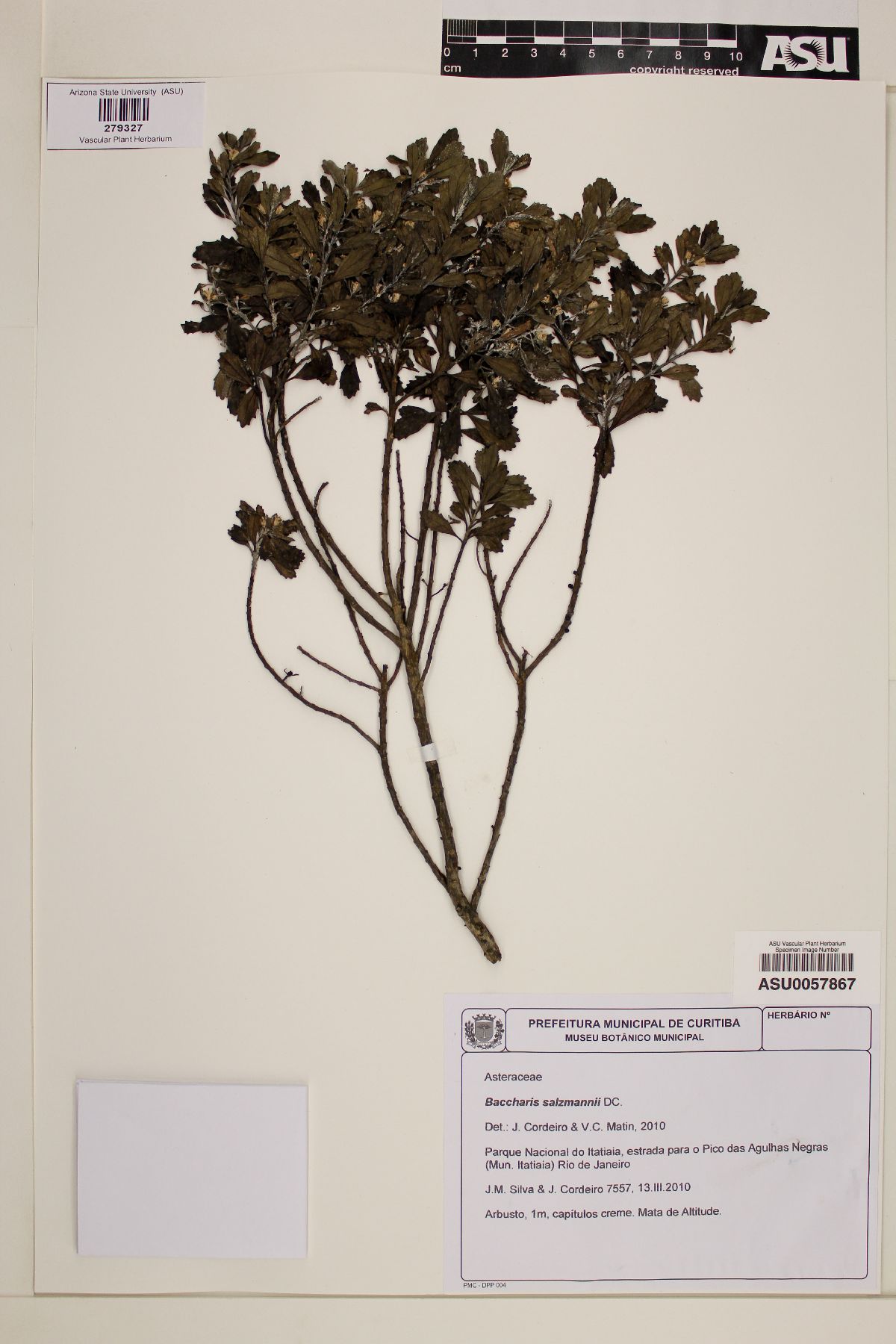 Baccharis retusa image