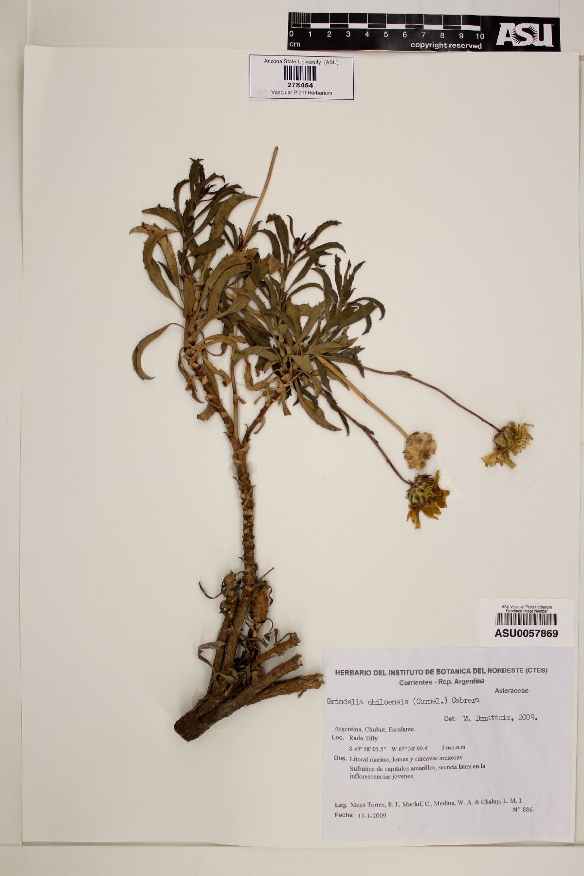Grindelia chiloensis image
