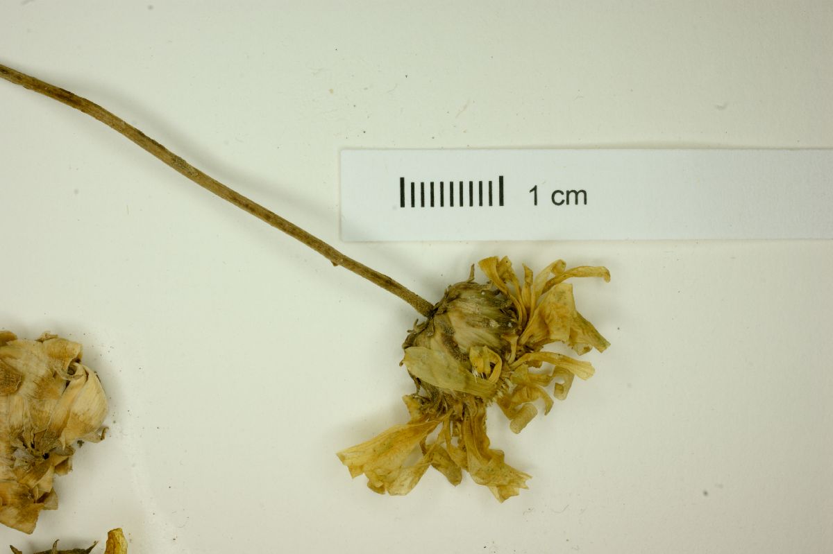 Grindelia chiloensis image