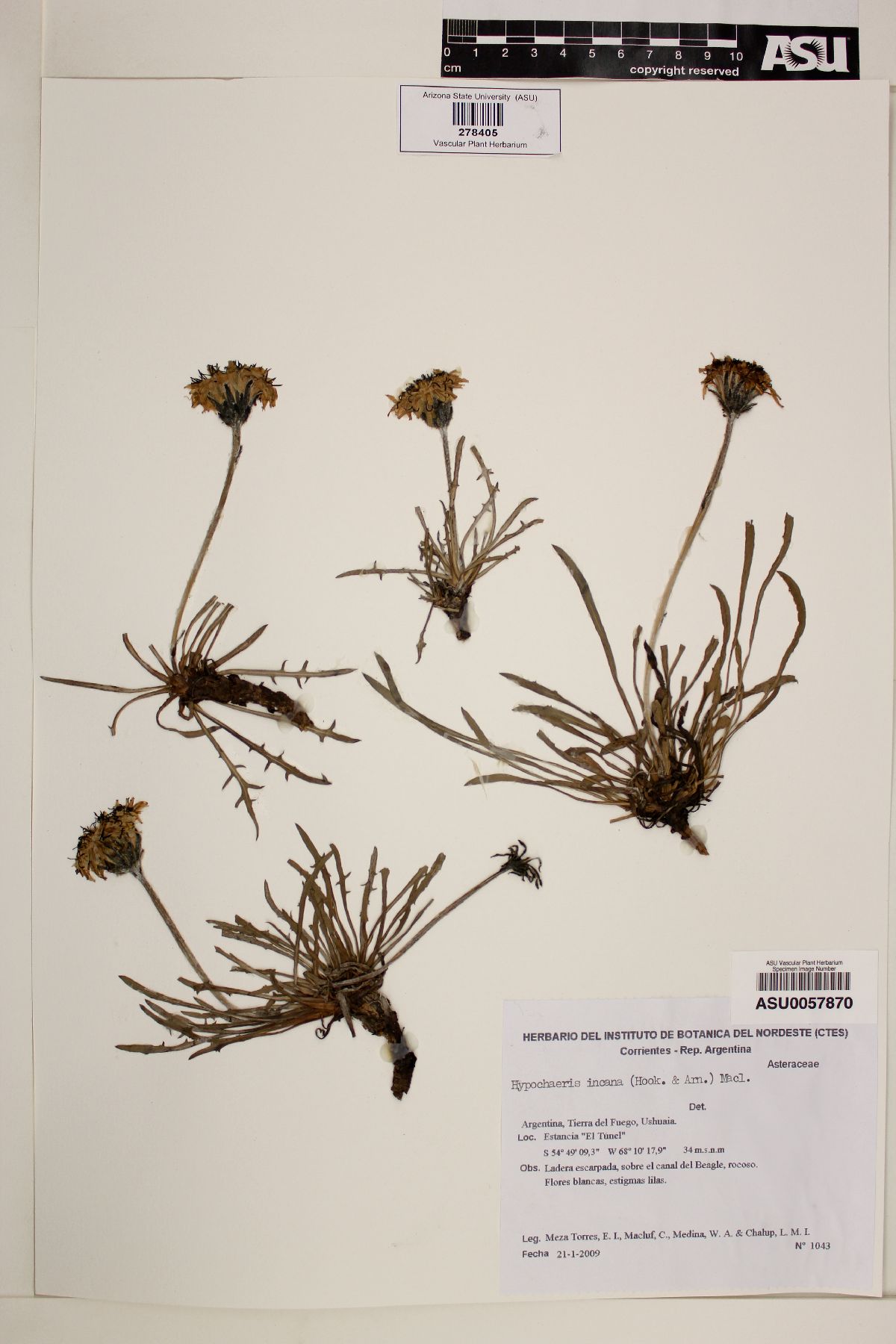 Hypochaeris incana image