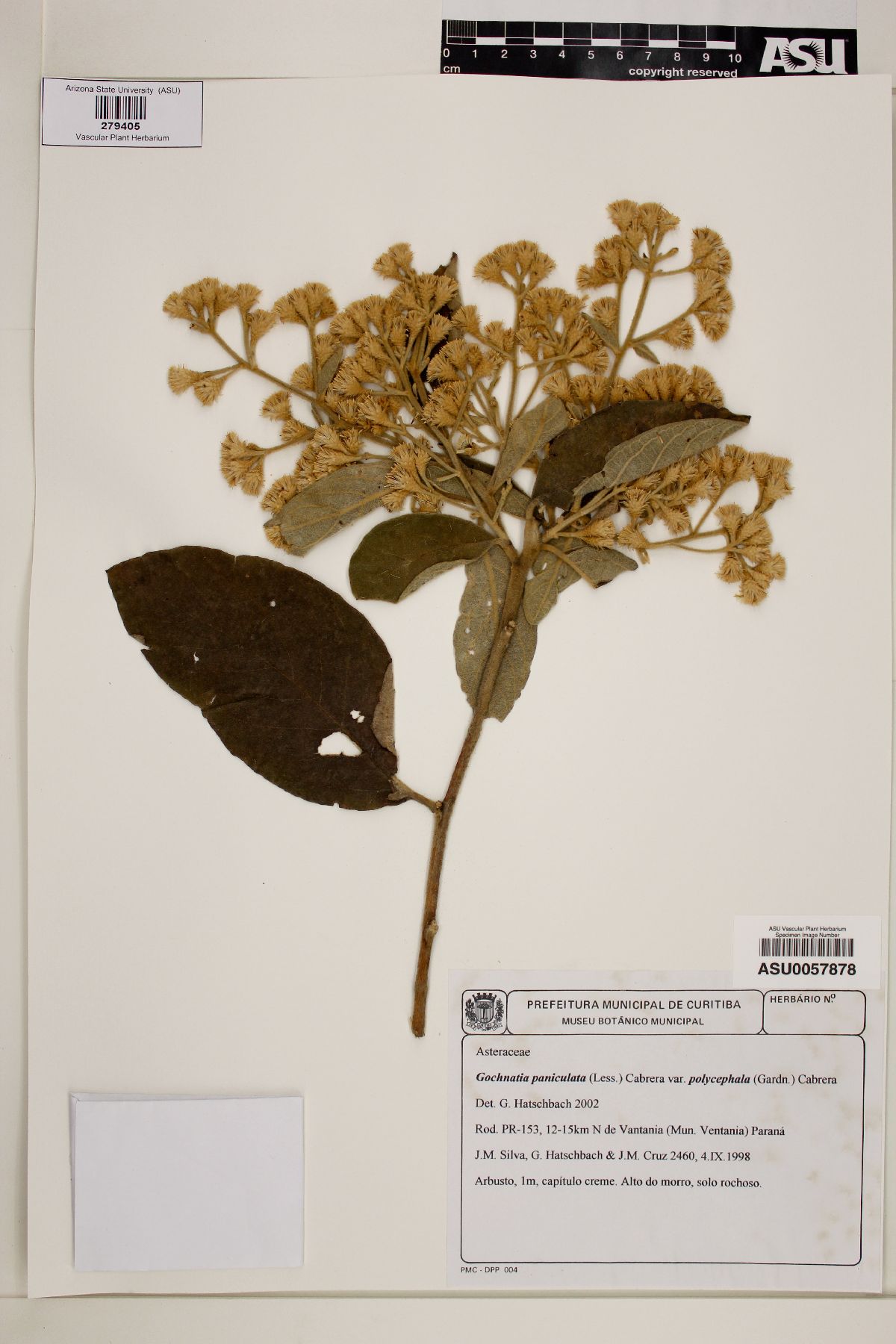 Gochnatia paniculata image