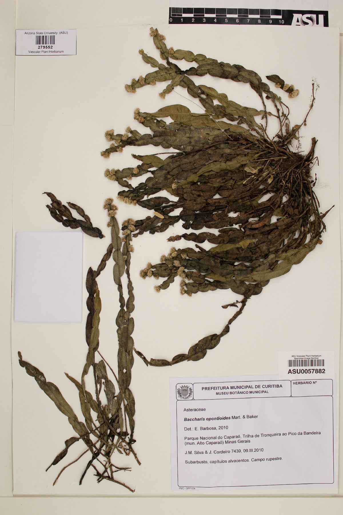 Baccharis opuntioides image