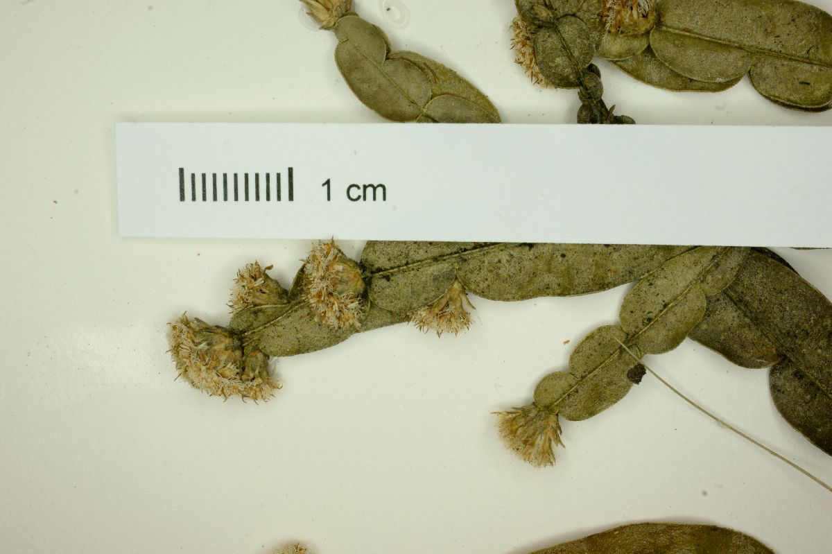 Baccharis opuntioides image