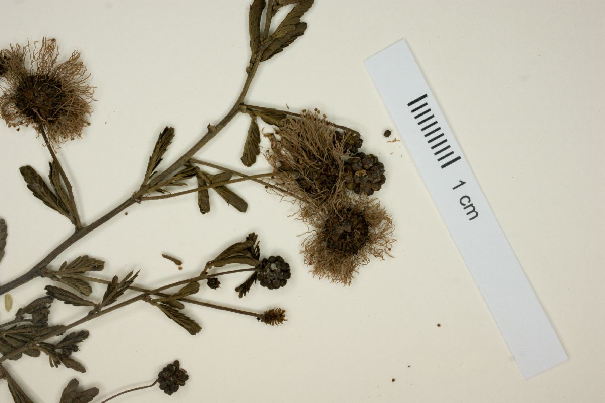 Mimosa sanguinolenta image