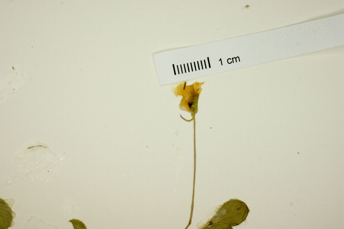 Arachis villosa image