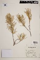 Acacia dolichostachya image