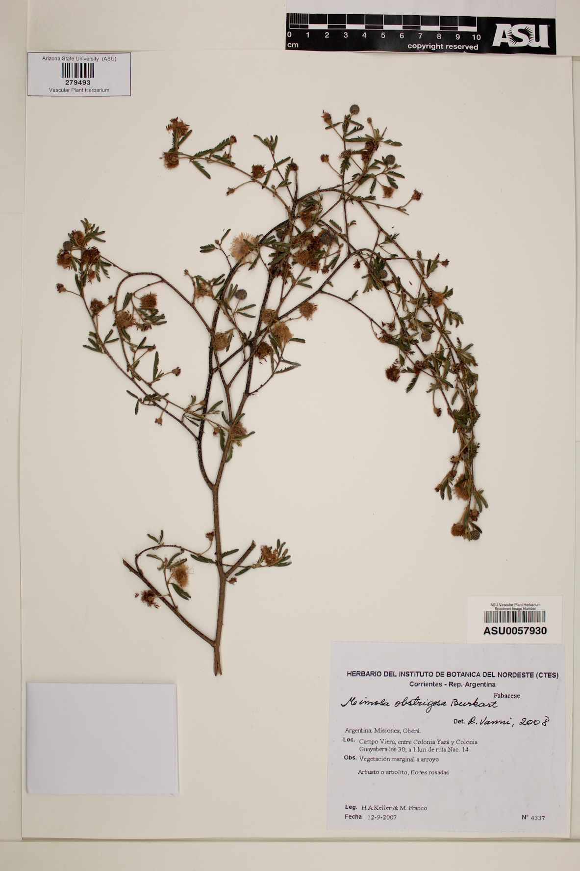 Mimosa obstrigosa image