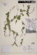 Desmodium incanum image