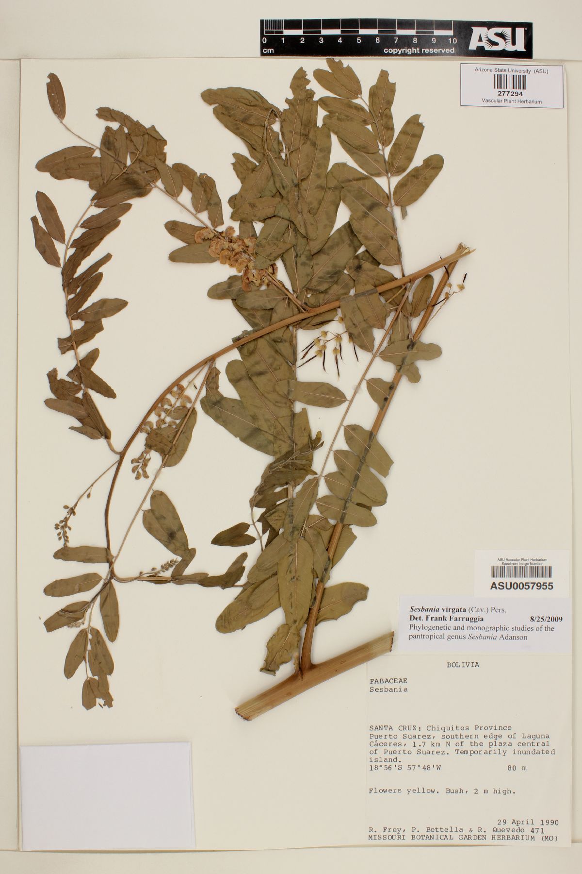 Sesbania virgata image