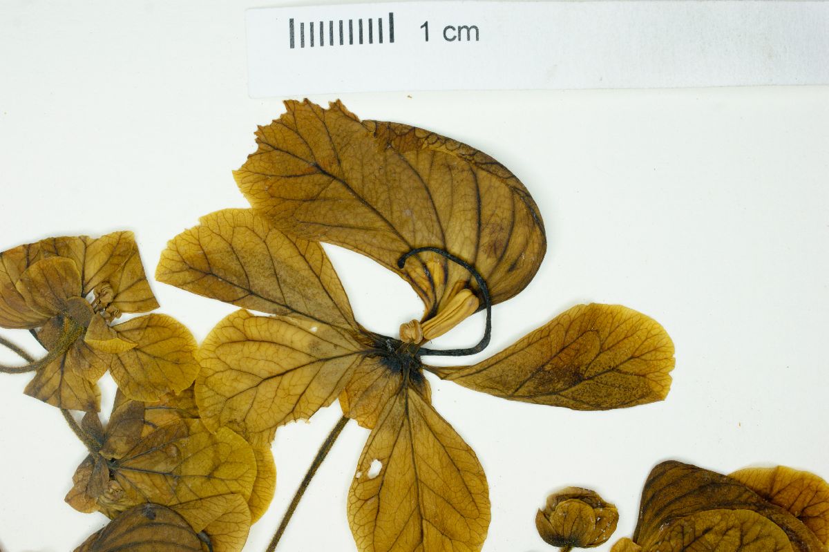Senna cernua image